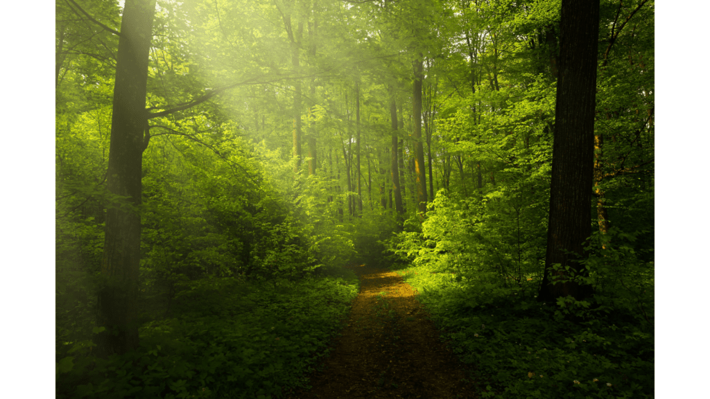 psychothérapie: un passage dans la forêt